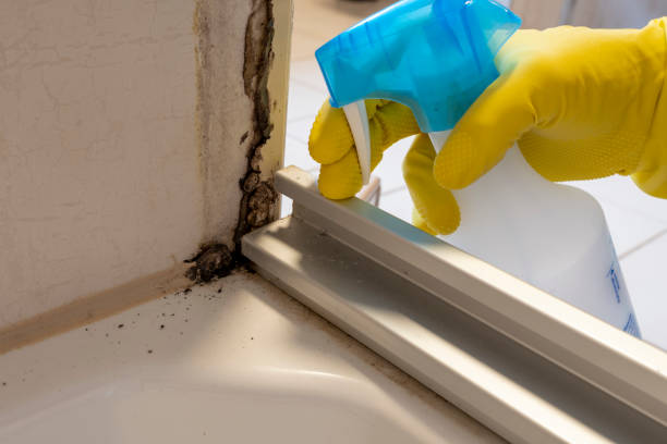 Professional Mold Remediation in Rapid City, SD